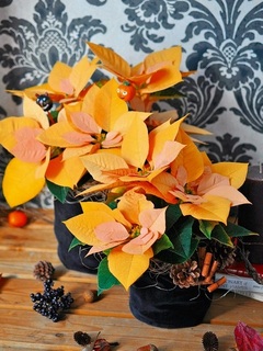 poinsettia gold20161002.jpg